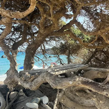 Aurea In Castiadas Annunziata (Sardinia)